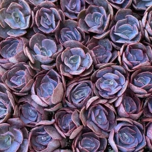 Echeveria Dusty Rose Succulent Live Plant – Pink & Violet Rosette – 2 or 4 Inch Pot – Indoor/Outdoor - Image 3