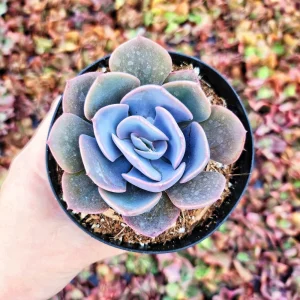 Echeveria Dusty Rose Succulent Live Plant – Pink & Violet Rosette – 2 or 4 Inch Pot – Indoor/Outdoor - Image 1
