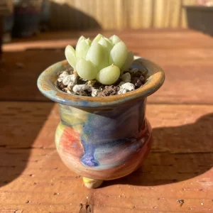 Echeveria Elegans Albicans Live Succulent Plant 1.25 inch - Rare Imported - Image 2