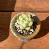 Echeveria Elegans Albicans Live Succulent Plant 1.25 inch - Rare Imported - Image 1