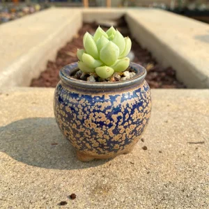 Echeveria elegans Albicans Succulent Live Plant - Rare, 2 inch Pot - Image 2