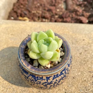 Echeveria elegans Albicans Succulent Live Plant - Rare, 2 inch Pot - Image 3