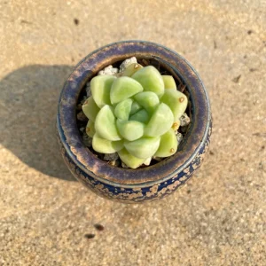 Echeveria elegans Albicans Succulent Live Plant - Rare, 2 inch Pot - Image 1