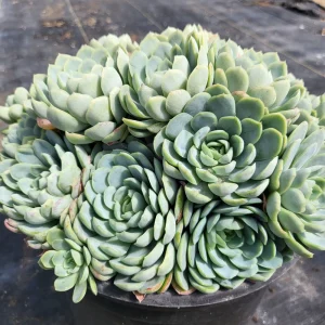 Echeveria Elegans Mexican Snowball Live Plant – 2-4 inch Pot – Indoor/Outdoor Succulent - Image 2