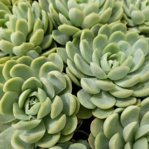Echeveria Elegans Mexican Snowball Live Plant – 2-4 inch Pot – Indoor/Outdoor Succulent - Image 3