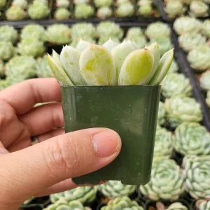 Echeveria Elegans Mexican Snowball Live Plant – 2-4 inch Pot – Indoor/Outdoor Succulent - Image 4