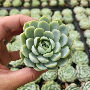 Echeveria Elegans Mexican Snowball Live Plant – 2-4 inch Pot – Indoor/Outdoor Succulent - Image 5