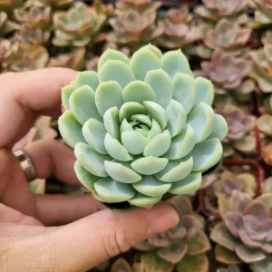 Echeveria Elegans Mexican Snowball Live Plant – 2-4 inch Pot – Indoor/Outdoor Succulent - Image 6