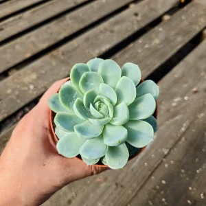 Echeveria Elegans Mexican Snowball Live Plant – 2-4 inch Pot – Indoor/Outdoor Succulent - Image 7