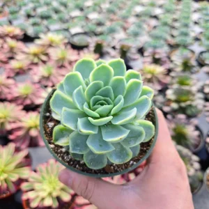Echeveria Elegans Mexican Snowball Live Plant – 2-4 inch Pot – Indoor/Outdoor Succulent - Image 8