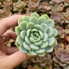 Echeveria Elegans Mexican Snowball Live Plant – 2-4 inch Pot – Indoor/Outdoor Succulent - Image 1