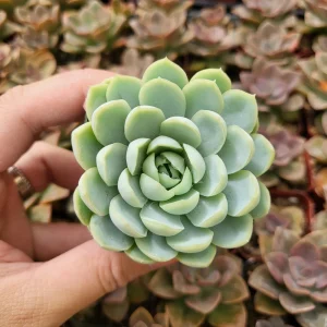 Echeveria Elegans Mexican Snowball Live Plant – 2-4 inch Pot – Indoor/Outdoor Succulent - Image 1