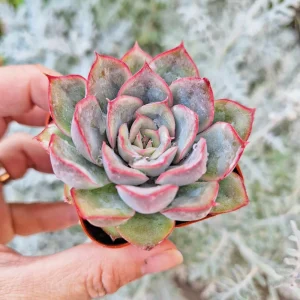 Echeveria Esther Succulent Live Plant – 2 inch Potted Houseplant - Image 2