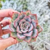 Echeveria Esther Succulent Live Plant – 2 inch Potted Houseplant - Image 1