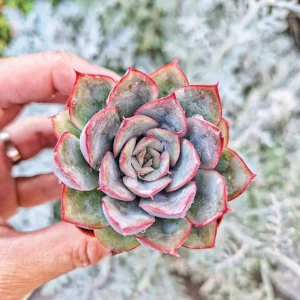 Echeveria Esther Succulent Live Plant – 2 inch Potted Houseplant - Image 1