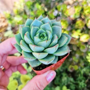 Echeveria Fabiola Live Succulent Plant - 2 inch Potted, Indoor/Outdoor - Image 2