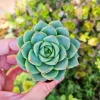 Echeveria Fabiola Live Succulent Plant - 2 inch Potted, Indoor/Outdoor - Image 1