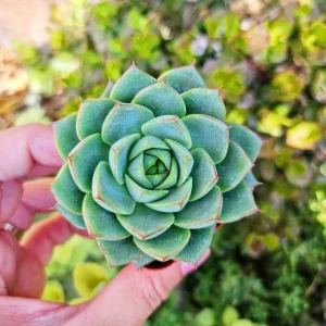 Echeveria Fabiola Live Succulent Plant - 2 inch Potted, Indoor/Outdoor - Image 1