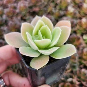 Echeveria Lemon Lime Live Plant – 2 inch Potted Succulent – Indoor/Outdoor - Image 2