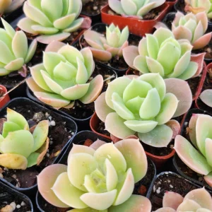 Echeveria Lemon Lime Live Plant – 2 inch Potted Succulent – Indoor/Outdoor - Image 3