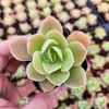 Echeveria Lemon Lime Live Plant – 2 inch Potted Succulent – Indoor/Outdoor - Image 1