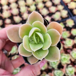 Echeveria Lemon Lime Live Plant – 2 inch Potted Succulent – Indoor/Outdoor - Image 1