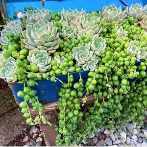 Echeveria Lola & String of Pearls Combo Live Plants – 2 inch Pot – Succulent Duo - Image 2