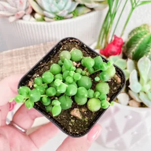 Echeveria Lola & String of Pearls Combo Live Plants – 2 inch Pot – Succulent Duo - Image 3