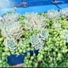 Echeveria Lola & String of Pearls Combo Live Plants – 2 inch Pot – Succulent Duo - Image 1