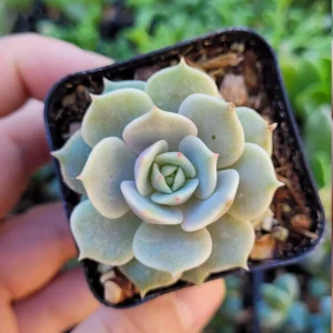 Echeveria Lola & String of Pearls Combo Live Plants – 2 inch Pot – Succulent Duo - Image 4