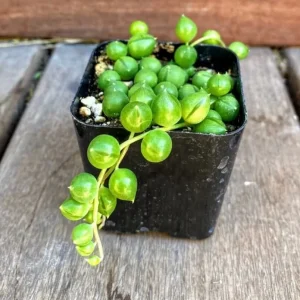 Echeveria Lola & String of Pearls Combo Live Plants – 2 inch Pot – Succulent Duo - Image 5