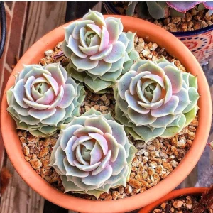 Echeveria Lola Succulent Live Plant - 2 Inch Potted Rosette - Indoor/Outdoor - Image 1