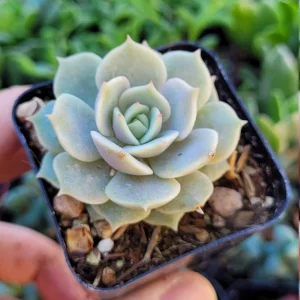 Echeveria Lola Succulent Live Plant - 2 Inch Potted Rosette - Indoor/Outdoor - Image 3