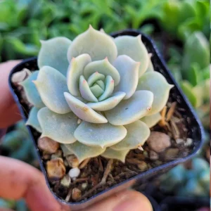 Echeveria Lola Succulent Live Plant - 2-Inch Potted Rosette Echeveria for Indoor - Image 3