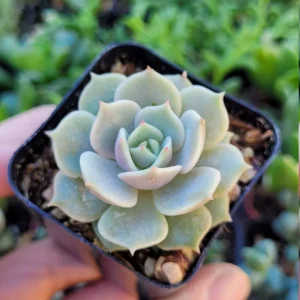 Echeveria Lola Succulent Live Plant - 2 Inch Potted Rosette - Indoor/Outdoor - Image 4