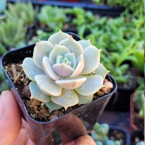 Echeveria Lola Succulent Live Plant - 2-Inch Potted Rosette Echeveria for Indoor - Image 5