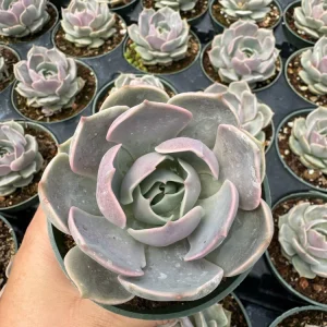 Echeveria Lola Succulent Live Plant - 2 Inch Potted Rosette - Indoor/Outdoor - Image 6