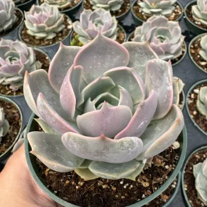 Echeveria Lola Succulent Live Plant - 2 Inch Potted Rosette - Indoor/Outdoor - Image 7