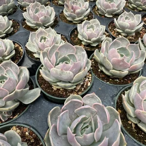 Echeveria Lola Succulent Live Plant - 2 Inch Potted Rosette - Indoor/Outdoor - Image 8