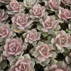 Echeveria Lola Succulent Live Plant - 2-Inch Potted Rosette Echeveria for Indoor - Image 1