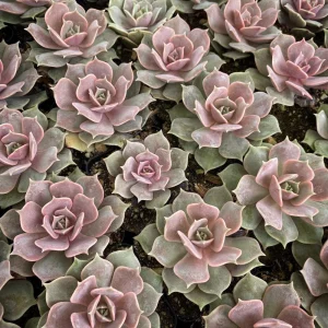 Echeveria Lola Succulent Live Plant - 2-Inch Potted Rosette Echeveria for Indoor - Image 1