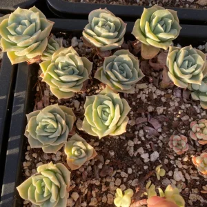 Echeveria Lovely Rose Succulent Live Plant - Rare Imported Variety, 1.5 inches - Image 2
