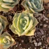 Echeveria Lovely Rose Succulent Live Plant - Rare Imported Variety, 1.5 inches - Image 1