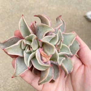 Echeveria Madiba Succulent Live Plant – Rare Collector's Item – 5-6 Inch - Image 2