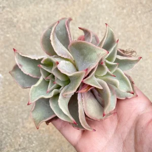 Echeveria Madiba Succulent Live Plant – Rare Collector's Item – 5-6 Inch - Image 3