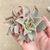 Echeveria Madiba Succulent Live Plant – Rare Collector's Item – 5-6 Inch - Image 1