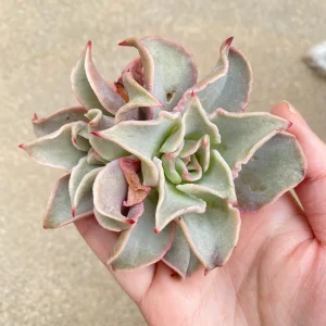 Echeveria Madiba Succulent Live Plant – Rare Collector's Item – 5-6 Inch - Image 1