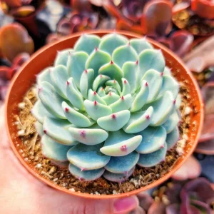 Echeveria Minima in 2" or 4" pot - Image 2