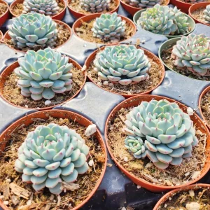 Echeveria Minima in 2