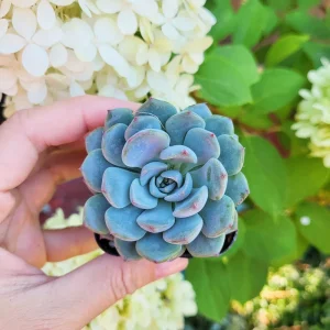 Echeveria Minima in 2